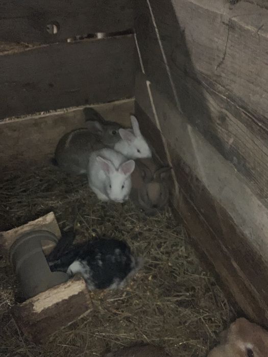 продам кролів.