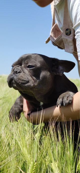 Французский бульдог