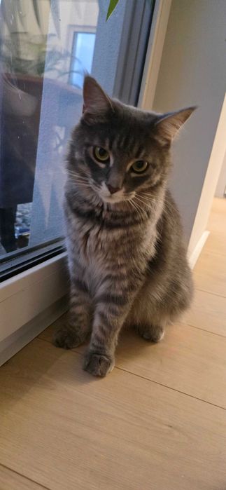 Małe kotki po kotce Maine Coon