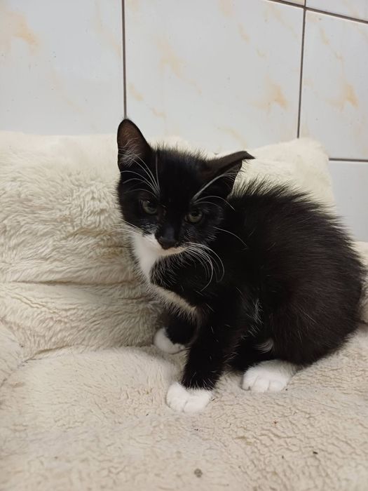 Oreo - kociątko czeka na swój wymarzony, ukochany dom!