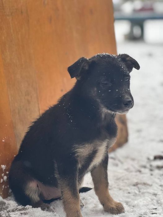 Щенкам нужен дом