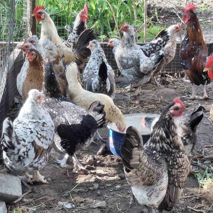 продам курей Бентамок