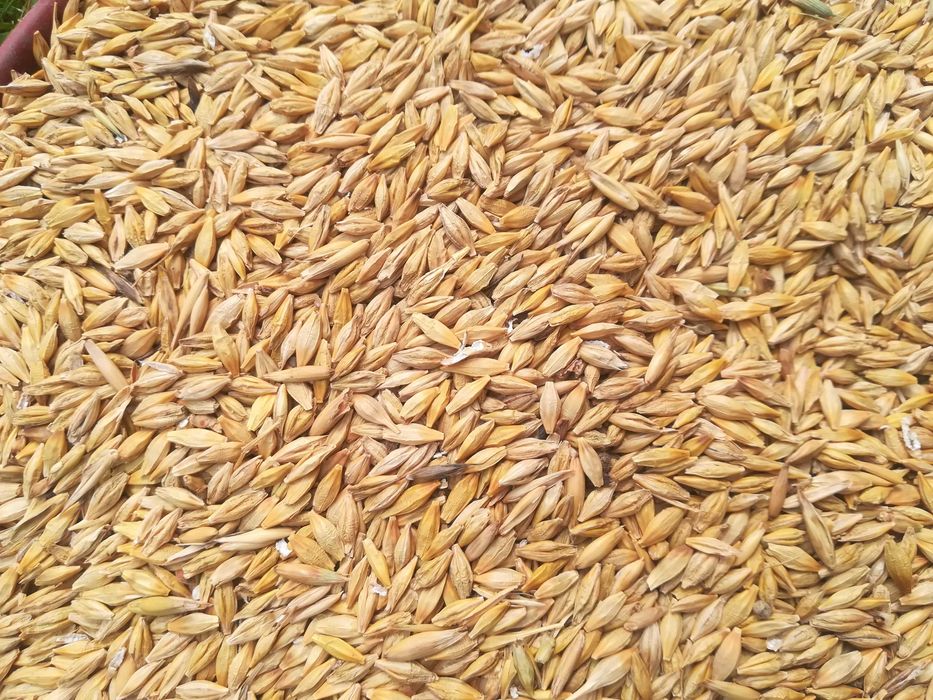 pszenica owies żyto kukurydza jęczmień ziemniaki transport gratis