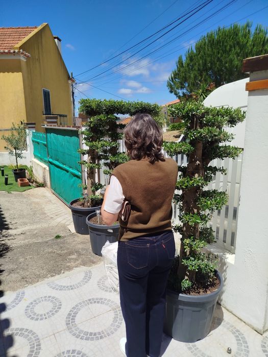 Oliveiras de ornamentação