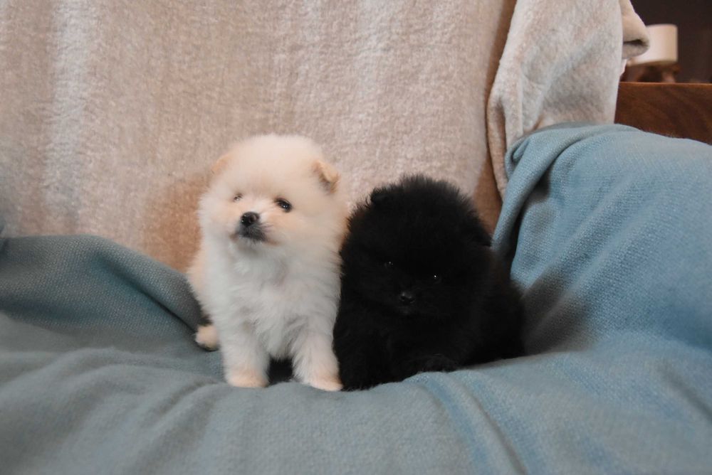 szpic miniaturowy pomeranian