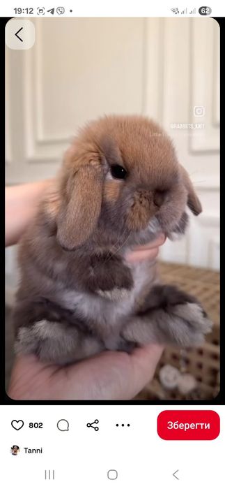 Міні-кролики різних порід — оберіть свого!

Пухнасті міні-кролики для