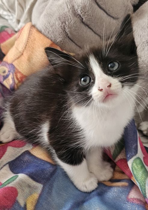 Gatinhos bebés adoção responsável