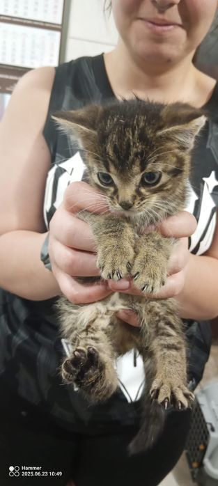 Małe kotki kociaki ze schroniska do adopcji