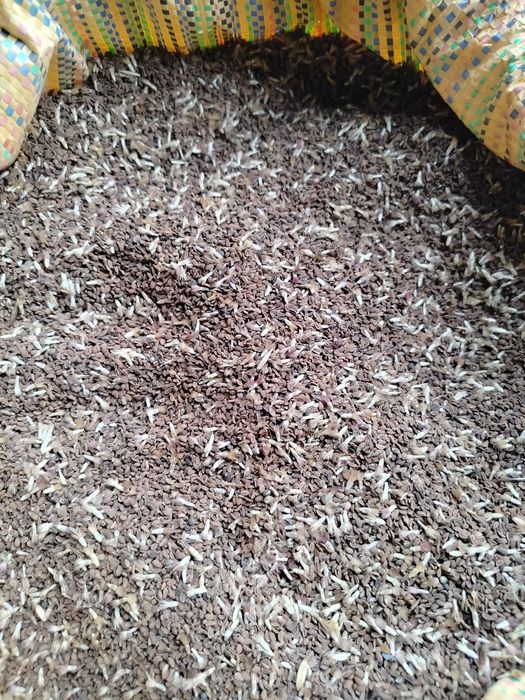 Sprzedam facelię z chabrem