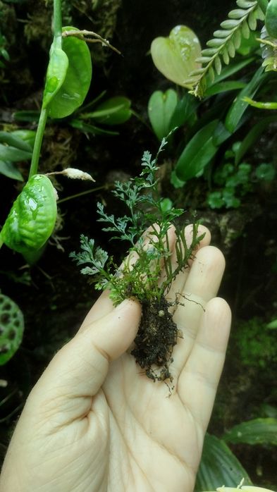 Мініатюрна папороть Bolbitis sp Thailand