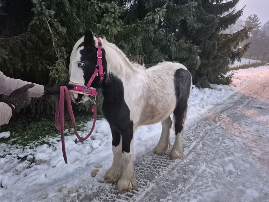 True Baby Tinker Klacz