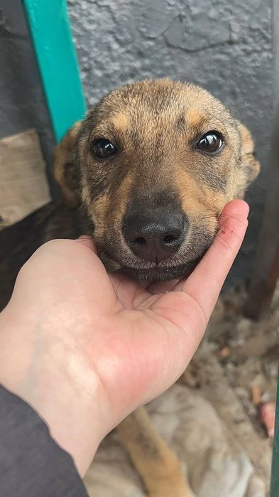 Щенок девочка бесплатно