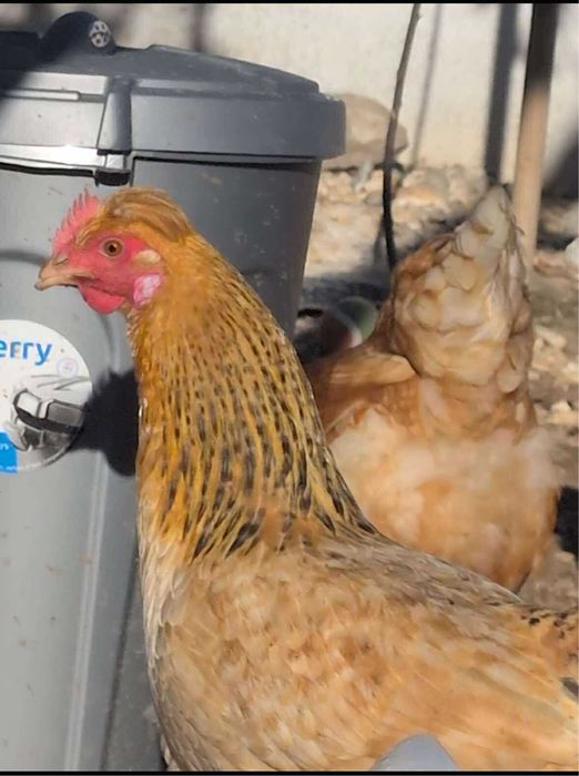 Galinhas varias racas e galo