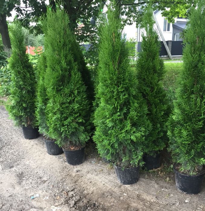 Туя Туї Смарагд 1