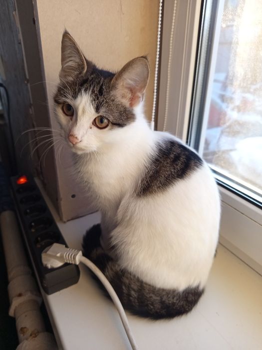 Маленький клубочок щастя.