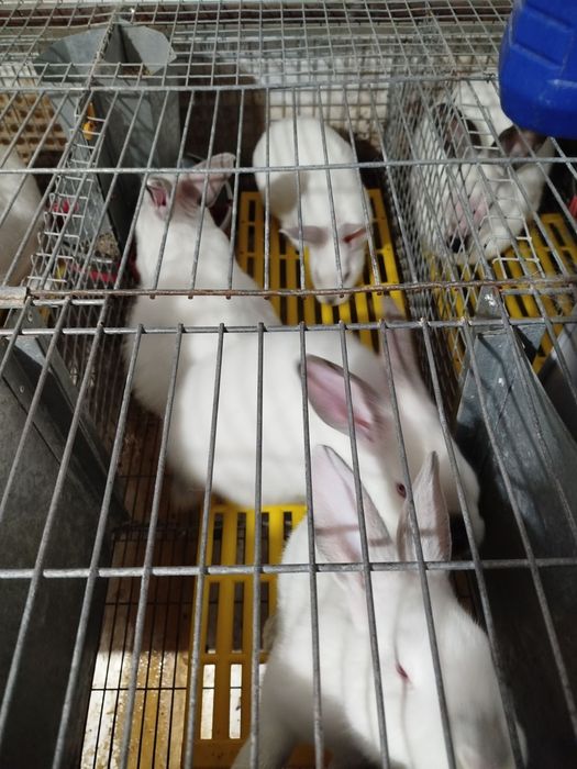 Кролики термони  200гр