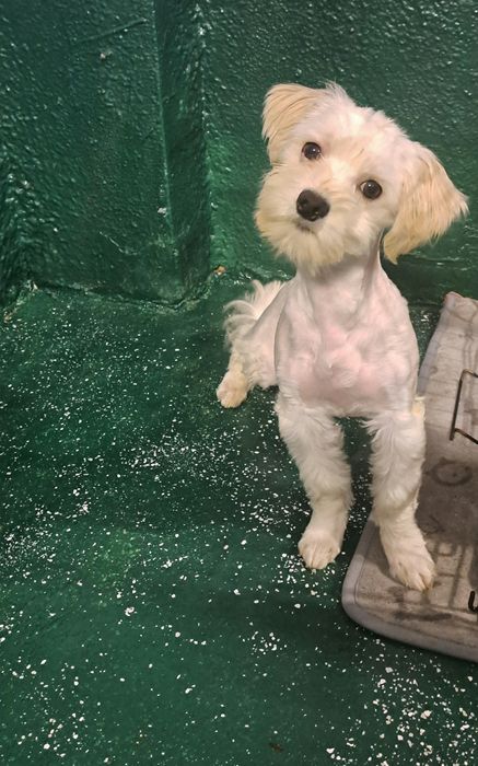 Chlopczyk Maltanczyk