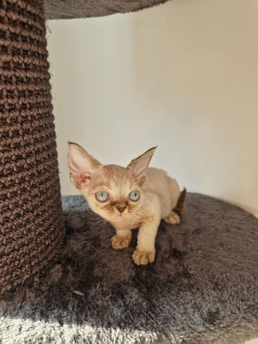 Kociak devon rex drx