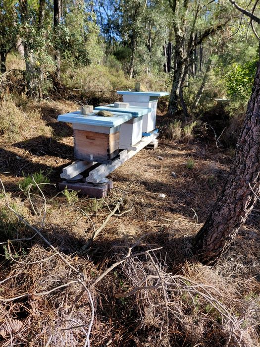 Colmeias e núcleos de abelhas
