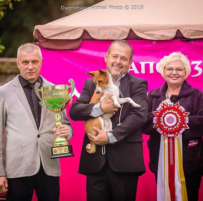 Цуценята  басенджі