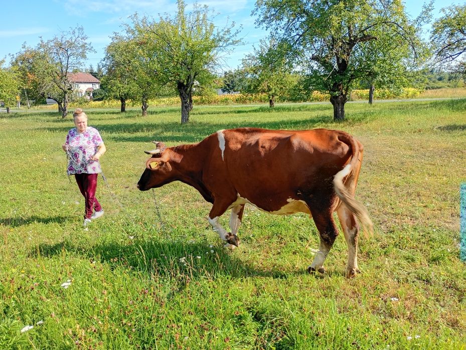 Krowa czerwono biała