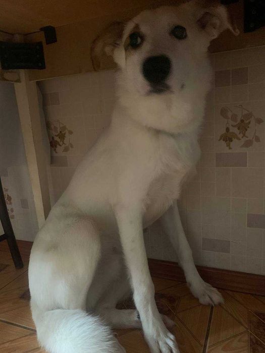 Собака у добрі руки