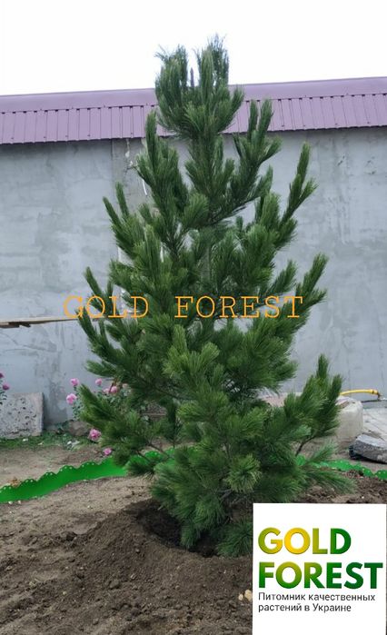 Сосна кедровая сибирская