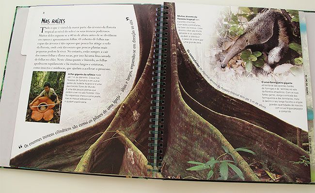 Viagens - Floresta Tropical