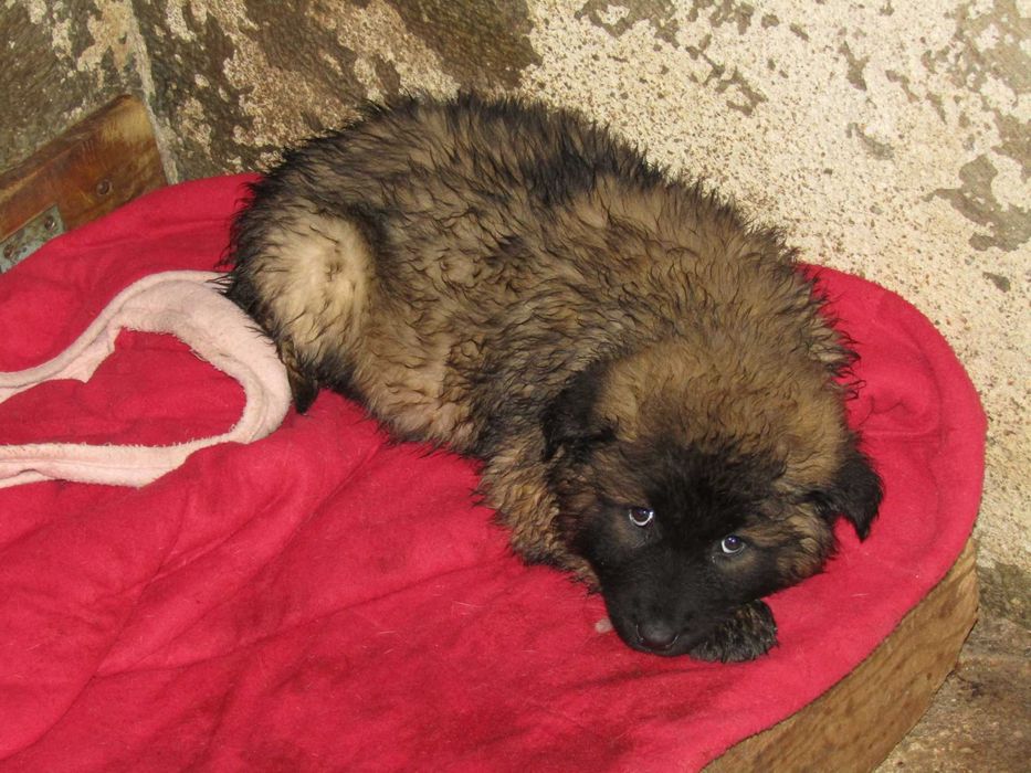 Macho Serra da Estrela com Pedigree/Afixo.