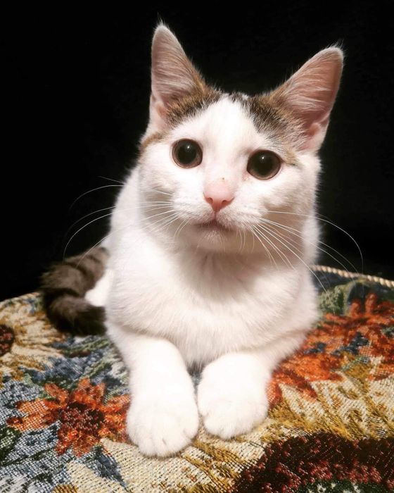 Zdrowe, odrobaczone i zaszczepione