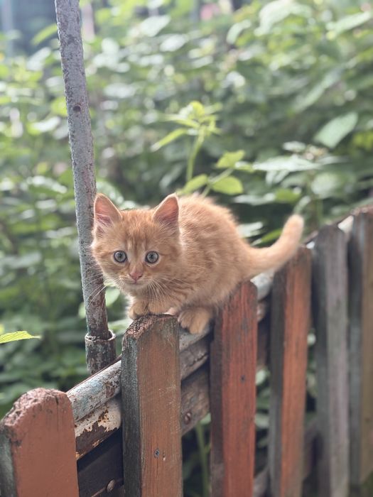 Віддам кошенят у добрі руки