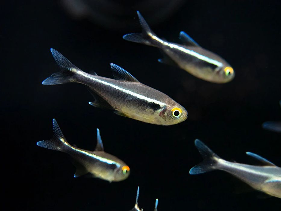 Neon Neon Negro (Hyphessobrycon Herbertaxelrodi)