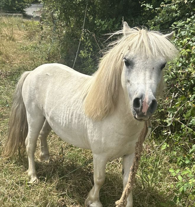 Ponei macho muito mansinho