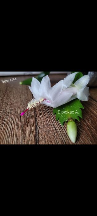 Шлюмбергера сортова