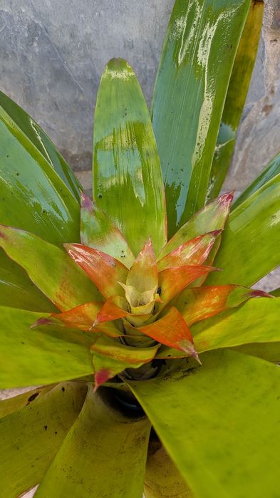 Bromélias com flor