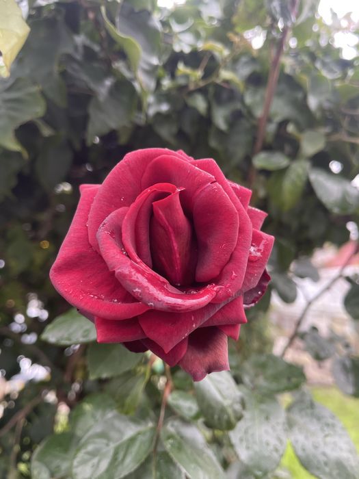 Corte de arvores podar