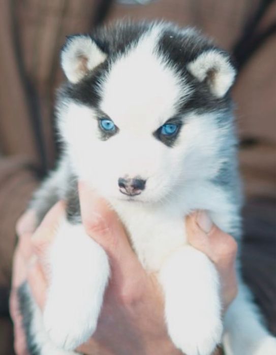 Хаскі. КСУ. Блакитні очі