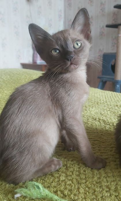 Бурманские котята , бурма, мальчики