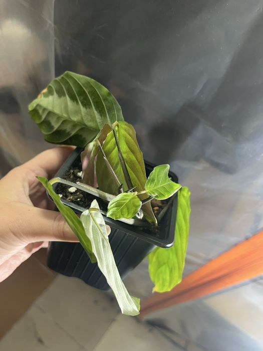 Maranta silver band