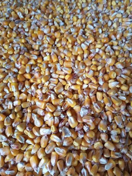 kukurydza sucha - sprzedam