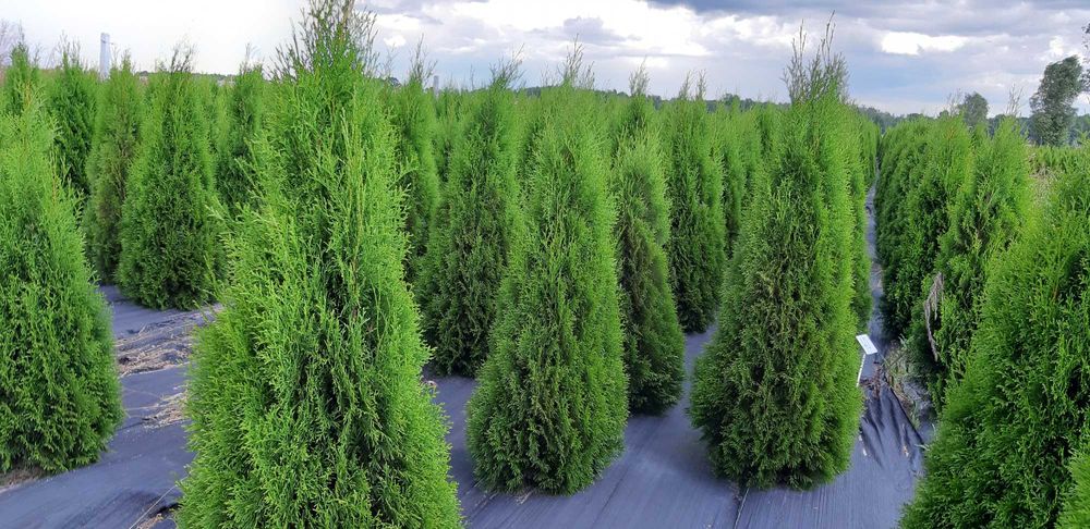 Tuja, tuje szmaragd 120-140 cm
