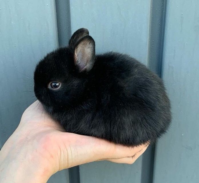 KIT Coelhos anões mini teddy/holandês mt dóceis, coelhinhos lindíssimo