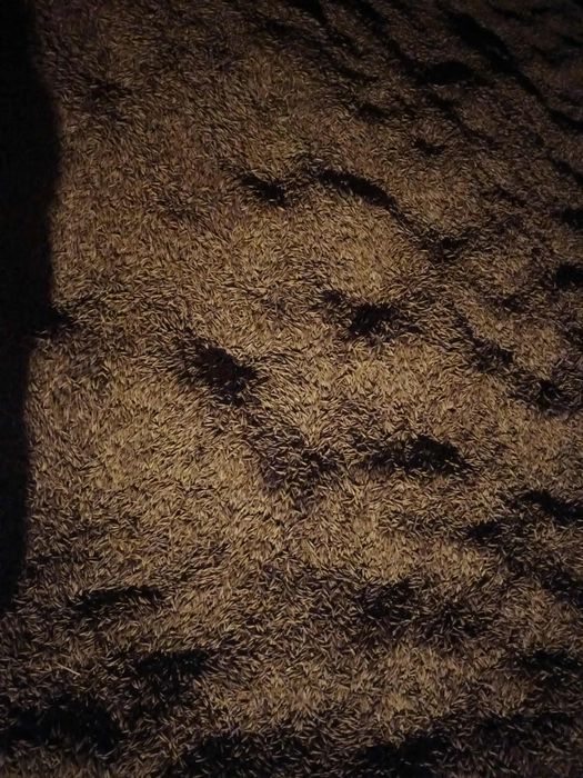 Sprzedam tegoroczny owies