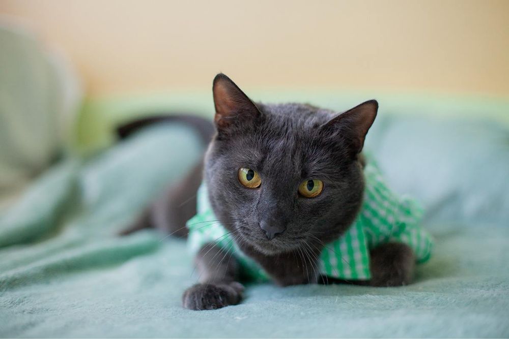 Чудовий котик в родину