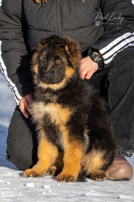 Цуценя німецької вівчарки КСУ