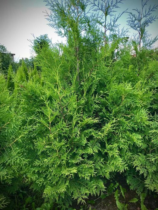 WIOSENNA PROMOCJA !! Tuja Tuje Brabant 140-150 cm Sadzenie