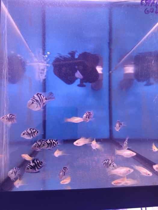 Papagaio anão (Parrot fish)