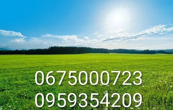 Продам нубійських козенят (2.5 місяці) с. Орлівщина Кізочки/Козлики