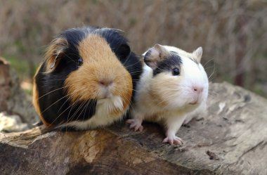 Морські свинки,морська свинка,придбати морську свинку,свинку морську