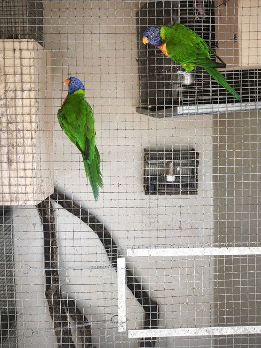 Casal Loris Arco-iris